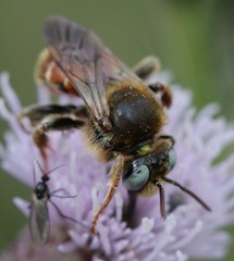Epeoloides coecutiens