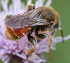 Epeoloides coecutiens