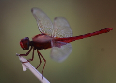 Crocothemis servilia