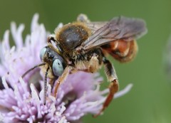Epeoloides coecutiens