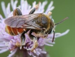 Epeoloides coecutiens