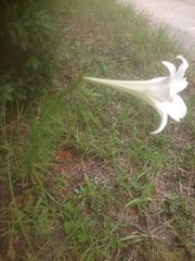 Lilium longiflorum
