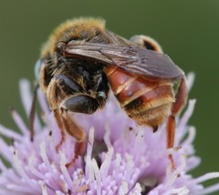 Epeoloides coecutiens