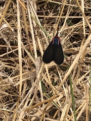 Ctenucha multifaria