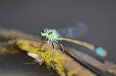 Ischnura senegalensis