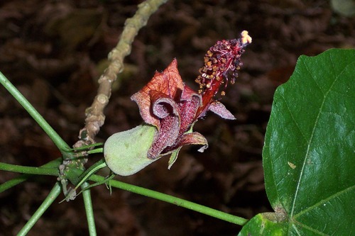 Hibiscadelphus giffardianus Rock