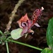 Hibiscadelphus giffardianus - Photo (c) Eric Keith, alguns direitos reservados (CC BY-NC), uploaded by Eric Keith