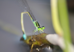 Ischnura senegalensis