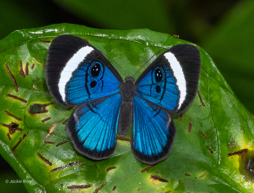 Loruhama Eyemark