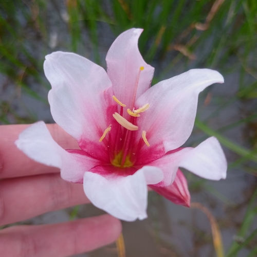Image of Crinum campanulatum by no rights reserved