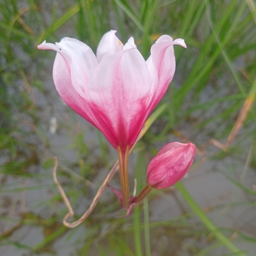 Image of Crinum campanulatum by no rights reserved