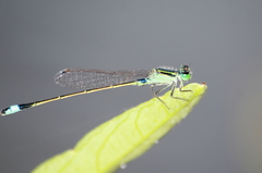 Ischnura senegalensis