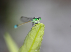 Ischnura senegalensis