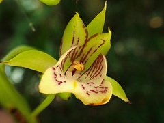 Eulophia pulchra