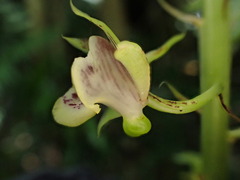 Eulophia pulchra, photograph naturalistchu, CC BY, iNaturalist via GBIF