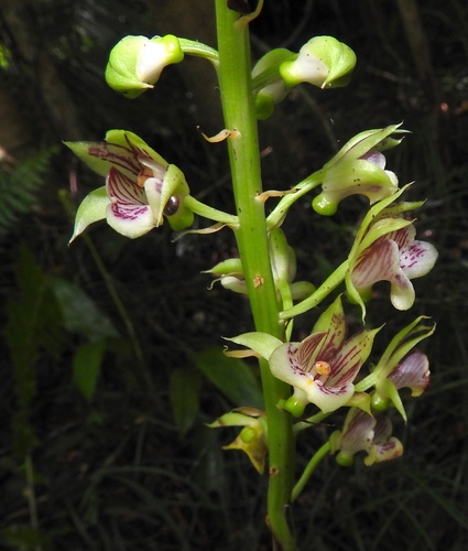 Eulophia pulchra, photograph 2