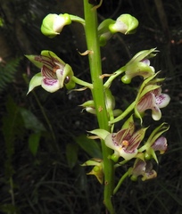 Eulophia pulchra, photograph naturalistchu, CC BY, iNaturalist via GBIF