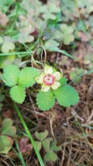 Potentilla indica