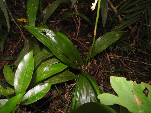 Eulophia pulchra, photograph 3