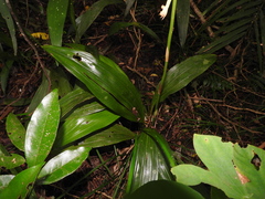 Eulophia pulchra, photograph naturalistchu, CC BY, iNaturalist via GBIF