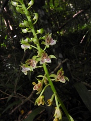 Eulophia pulchra, photograph naturalistchu, CC BY, iNaturalist via GBIF