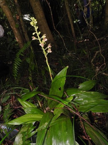 Image of Eulophia pulchra by (c) naturalistchu, some rights reserved (CC BY)