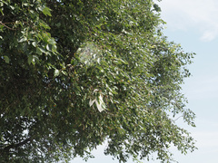 Celtis caucasica