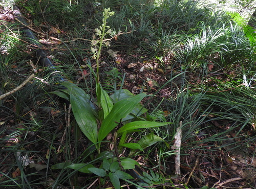 Image of Eulophia pulchra by (c) naturalistchu, some rights reserved (CC BY)