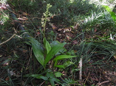 Eulophia pulchra, photograph naturalistchu, CC BY, iNaturalist via GBIF