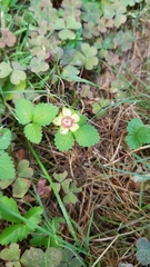 Potentilla indica