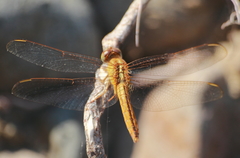 Crocothemis servilia