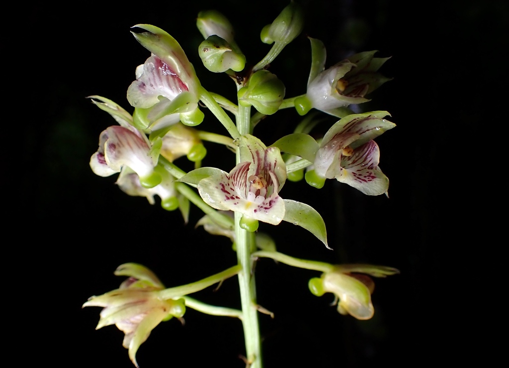 Eulophia pulchra