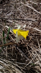 Narcissus pseudonarcissus pseudonarcissus