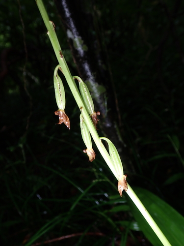 Image of Eulophia pulchra by (c) naturalistchu, some rights reserved (CC BY)