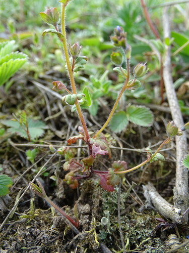Image of Veronica praecox by (c) Grzegorz Grzejszczak, some rights reserved (CC BY-SA)