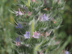 Echium italicum biebersteinii