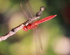 Crocothemis servilia
