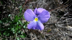 Viola bertolonii