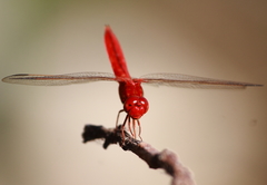 Crocothemis servilia