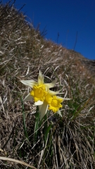 Narcissus pseudonarcissus pseudonarcissus