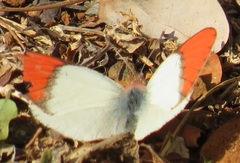 Colotis annae annae