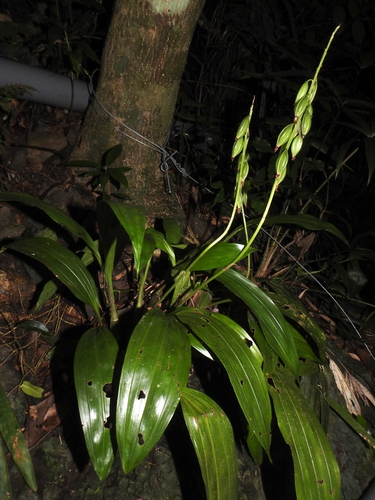 Gonzo orchid (Eulophia pulchra)