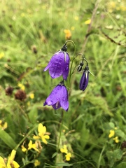 Campanula serrata