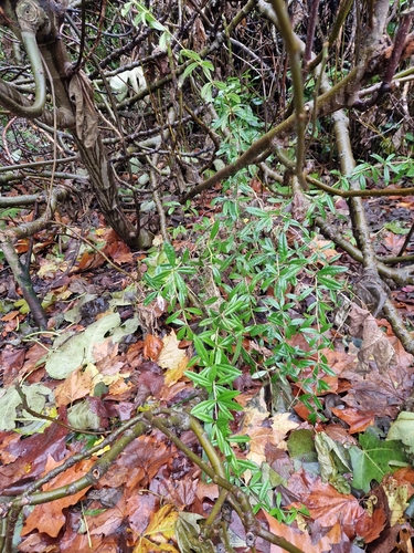 Image of Berberis julianae by (c) Clive Freedman, some rights reserved (CC BY)