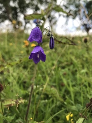 Campanula serrata