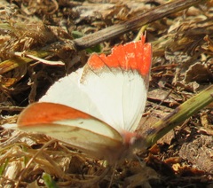 Colotis annae annae