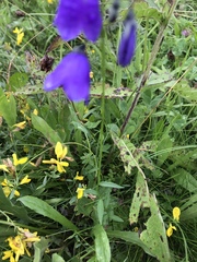 Campanula serrata