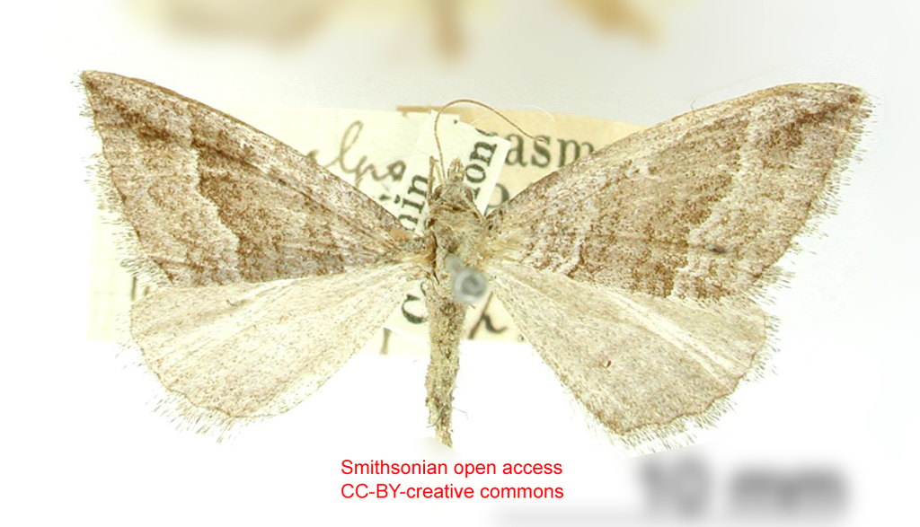 Orthonama crenatilinea
