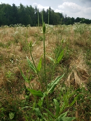 Dipsacus fullonum