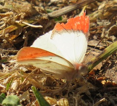 Colotis annae annae